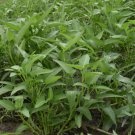 Kolmi Shak Seeds Thai Water Spinach 240+pcs