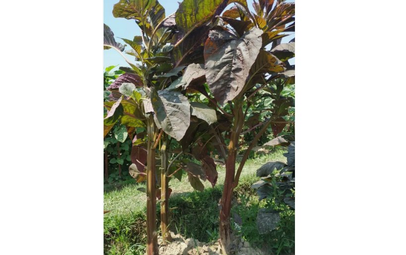 50gram Stem Amaranth ( Data Shak )
