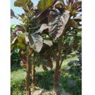 50gram Stem Amaranth ( Data Shak )