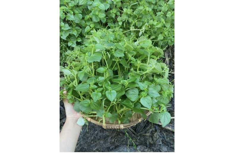 Crab Claw Seeds 6000+pcs