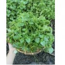 Crab Claw Seeds 6000+pcs