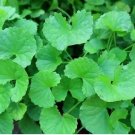200pcs PENNYWORT , GOTU KOLA, CENTELLA ASIATICA SEEDS
