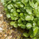 1000+pcs WATERCRESS CRESS SEEDS