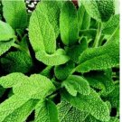 100 SEEDS SAGE HERB, BROAD LEAVED. CULINARY