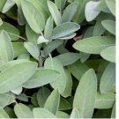 100 SEEDS Broad Leaf Sage - Seeds - Organic - Non Gmo