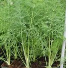 DILL DUKAT SEEDS NON - GMO 300 SEEDS