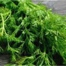 50 SEEDS Mammoth Long Island Dill Seeds | Heirloom | Non-GMO