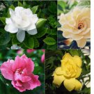 GARDENIA fragrant flower exotic garden house plant 20 MIXED SEEDS