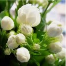 Climbing Jasmine Flower 100 SEEDS Fragrant Plant for Planting Garden Home