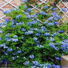 Blue JASMINE rare flower exotic climber vine bush plant 20 SEEDS