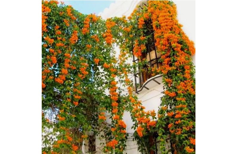 Saffron Orange JASMINE flower exotic climber bush 20 SEEDS