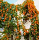 Saffron Orange JASMINE flower exotic climber bush 20 SEEDS