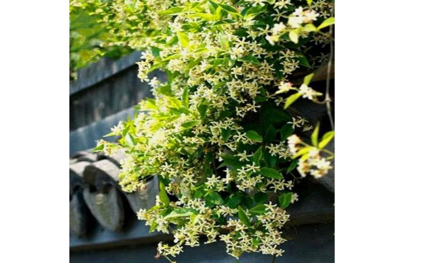 ellow JASMINE rare flower exotic climber vine bush Plant 20+ SEEDS