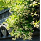 ellow JASMINE rare flower exotic climber vine bush Plant 20+ SEEDS