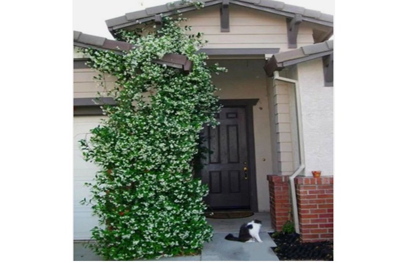 White JASMINE rare flower exotic climber vine bush plant 20+ SEEDS