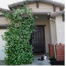 White JASMINE rare flower exotic climber vine bush plant 20+ SEEDS