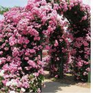 Baby Pink RARE CLIMBER climbing Rose flower exotic plant 20+ SEEDS