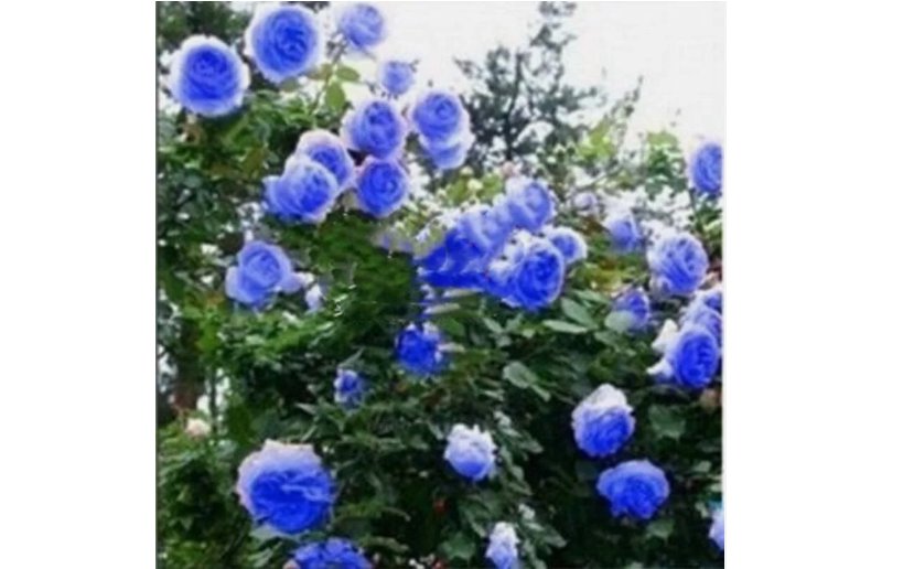 Blue RARE CLIMBER climbing Rose flower exotic plant 20+ SEEDS