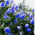Blue RARE CLIMBER climbing Rose flower exotic plant 20+ SEEDS Blue RARE CLIMBER climbing Rose flower exotic plant 20+ SEEDS