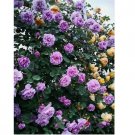 Violet RARE CLIMBER climbing Rose flower exotic plant 20+ SEEDS