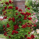 Crimson Red RARE CLIMBER climbing Rose bud flower exotic 20+ SEEDS