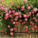 CLIMBING ROSE 10+ SEEDS PINK
