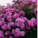 Climbing Purple Rose Seeds Flower Bush 10+ SEEDS