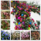EXOTIC RARE CLIMBER ROSE 20 SEEDS home garden flower plant 15 mix collors