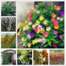 EXOTIC RARE JASMINE 20+ SEEDS for garden flower plant bush 11 mix variety