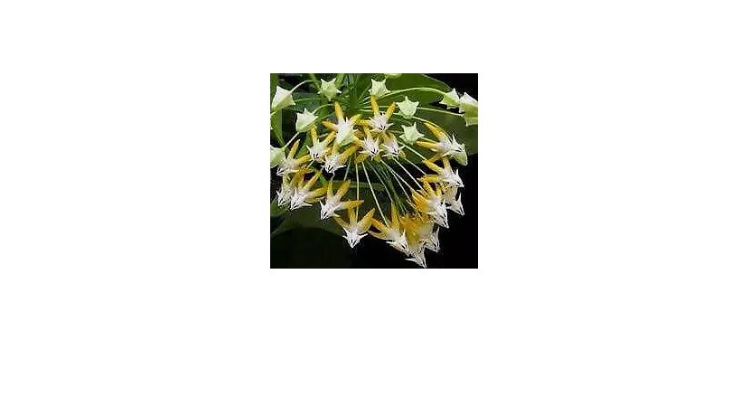 Rocket Hoya Seeds 10pcs