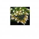 Rocket Hoya Seeds 10pcs