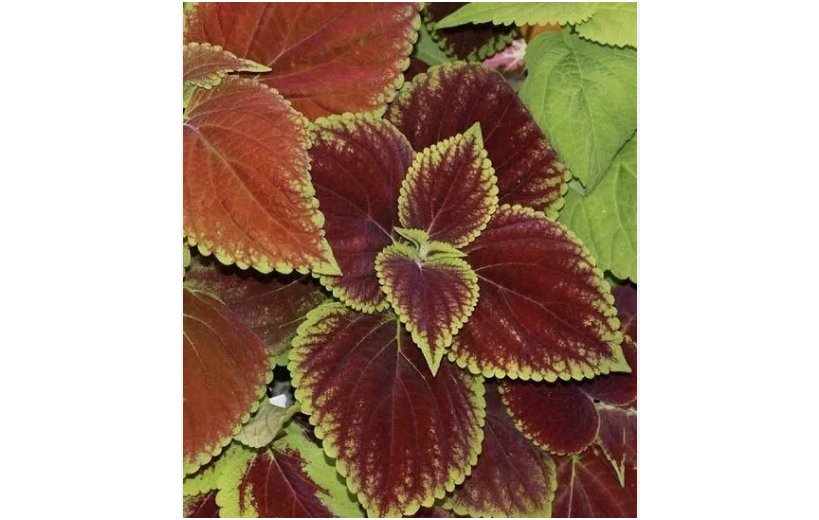500 SEEDS COLEUS Rainbow Mix