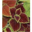500 SEEDS COLEUS Rainbow Mix