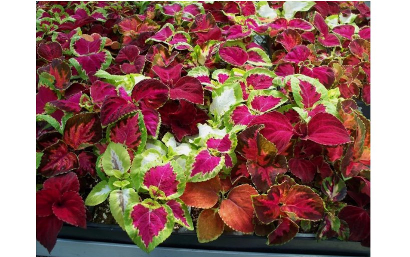Coleus Rainbow Mix Seeds 500+pcs