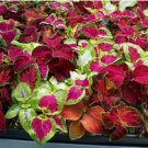 Coleus Rainbow Mix Seeds 500+pcs