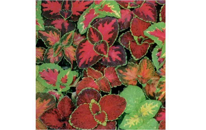 COLEUS Rainbow Mix Seeds 351+pcs