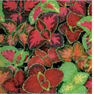 COLEUS Rainbow Mix Seeds 351+pcs