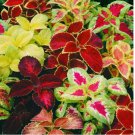 COLEUS RAINBOW MIX FLOWER 500 SEEDS NON GMO
