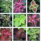 Coleus 150 seeds, organically grown and freshly harvested Coleus 150 seeds, organically grown and freshly harvested