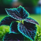 Coleus seeds Rare color Blue Black Green flower plant lawn 20 SEEDS