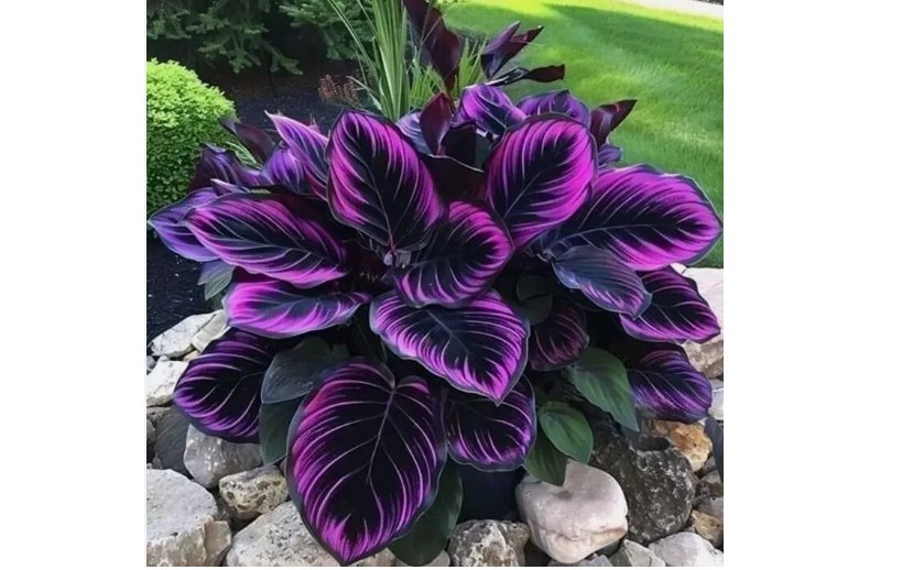 Purple Tip Calathea Couture Flower Indoor or Outdoor Beautiful Plant 15 SEEDS