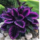 Purple Tip Calathea Couture Flower Indoor or Outdoor Beautiful Plant 15 SEEDS