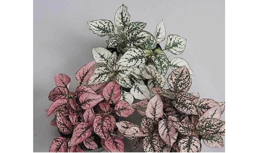 dwarf Polka Dot Plant 30 SEEDS