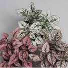 dwarf Polka Dot Plant 30 SEEDS
