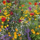 Hummingbird and Butterfly Wildflower Mix, 17 Stunning Species  100 SEEDS