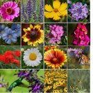 1200+ SEEDS ALL PERENNIAL Wild Flower Mix. Pollinator Food, Garden Heirloom