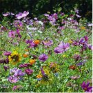 1000 SEEDS Wildflower Mix BUTTERFLY & HUMMINGBIRD Heirloom Flowers USA Non-GMO 1000 SEEDS Wildflower Mix BUTTERFLY & HUMMINGBIRD Heirloom Flowers USA Non-GMO