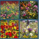 2000+SEEDS Wildflower Mix Seeds|perennials|Annuals|hummingbird|heirloom|non-gmo
