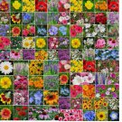 5000 SEEDS Wildflower Mix LANDSCAPER’S PACK BULK Top Sellers Non-GMO