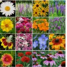 1000 SEEDS Wildflower Mix ALL PERENNIAL Heirloom Flowers Pollinators Non-GMO